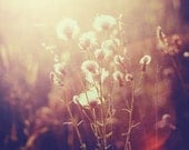 Dandelion Dreaming - 4x4 fine art photo