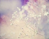 Delicate - 8x8 fine art flower print of delicate white blossoms against a soft mauve/ violet background. Buy one get one free sale.