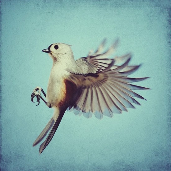 Bird print - 4x4 bird print featuring a Tufted Titmouse