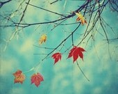 Last Leaves of Fall - 4x4 fine art photo