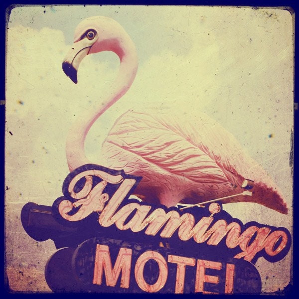 Spend a Night in the Flamingo - 4x4 american motel sign retro photo