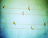 Birds of a Feather - 8x8 photo featuring small sparrow birds. Buy one get one free sale.