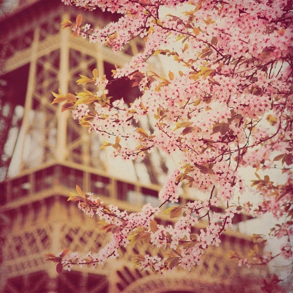 Paris in Bloom - 8x8 fine art photo print. Buy one get one free sale.