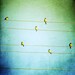 Birds of a Feather - 4x4 photo featuring small sparrow birds sitting on wires against a bright blue and green sky