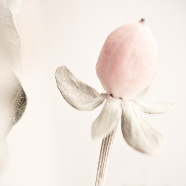 Photo of Soft Pink Berry with Faded Sage Leaves Entitled Sugar Coated - Fine Art Photo - 8 X 8
