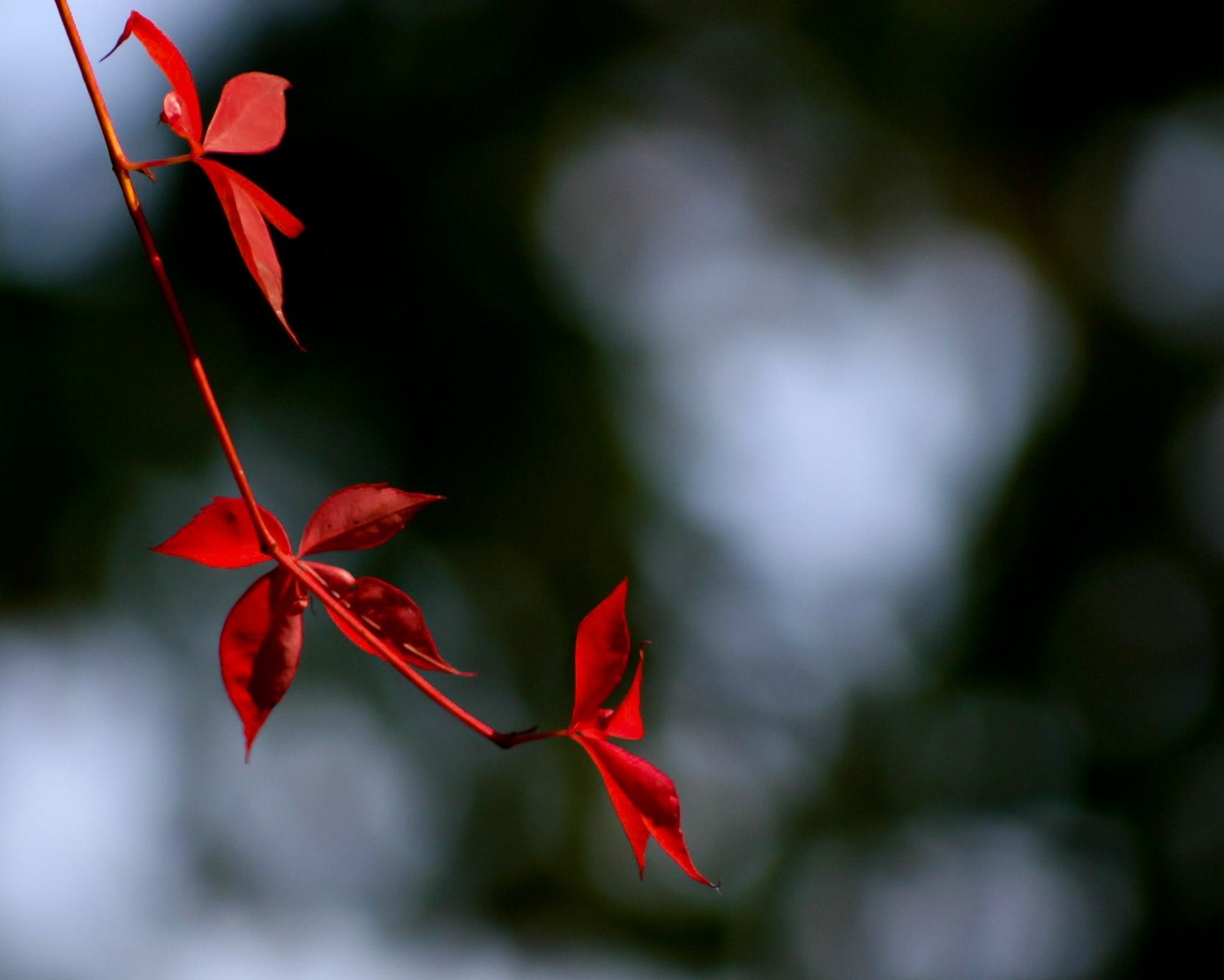 Photo of Red Leaves Reaching for Heart - Fine Art Photo Entitled Scarlet's Reach - 8 X 10