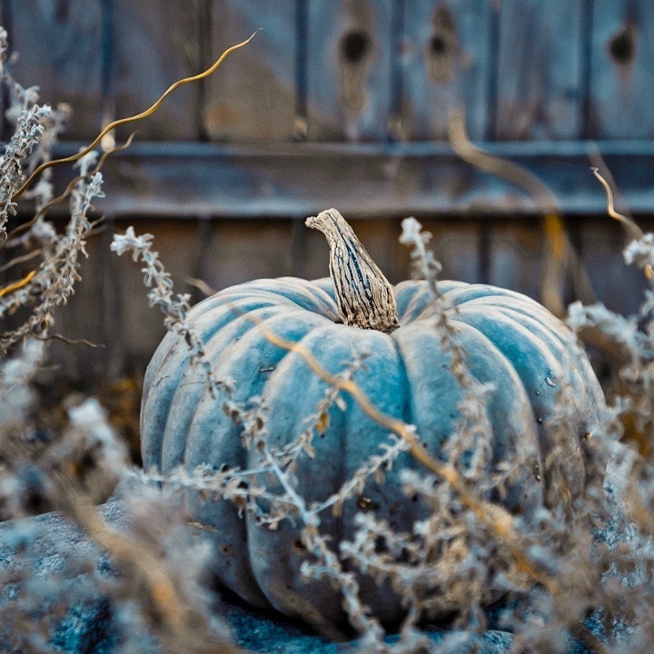 Blue Pumpkin Photo -  Waiting to be Turned into a Carriage - Fine Art Photo entitled Carriage in Waiting - 8 X 8