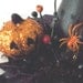 Halloween Witch's Hat Skull Centerpiece