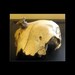Now Available / Very Old Animal Skull with Authentic Native American Indian Arrowhead Artifact