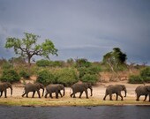 elephants walking along the zambezi river