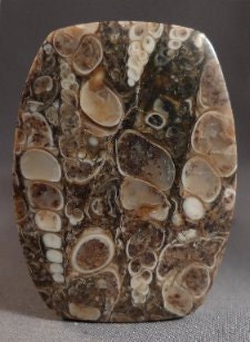 Turritella Agate Cabochon