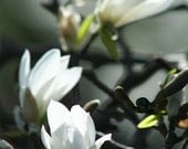 White Magnolia in gray - 8x10 Fine Art Photograph