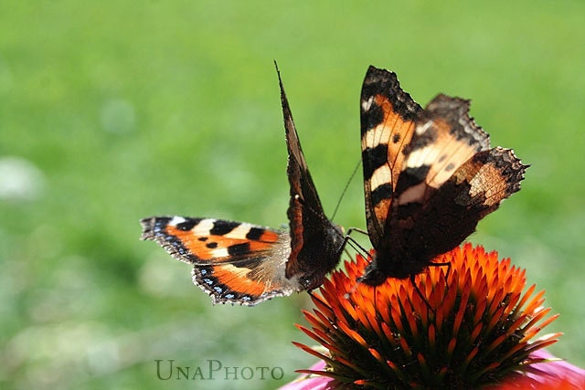 Summer dance - 8x10 Fine Art Photograph - Elegant Home Decor