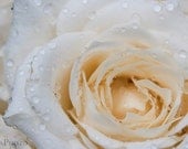 White rose - 8x10 Fine Art Photograph