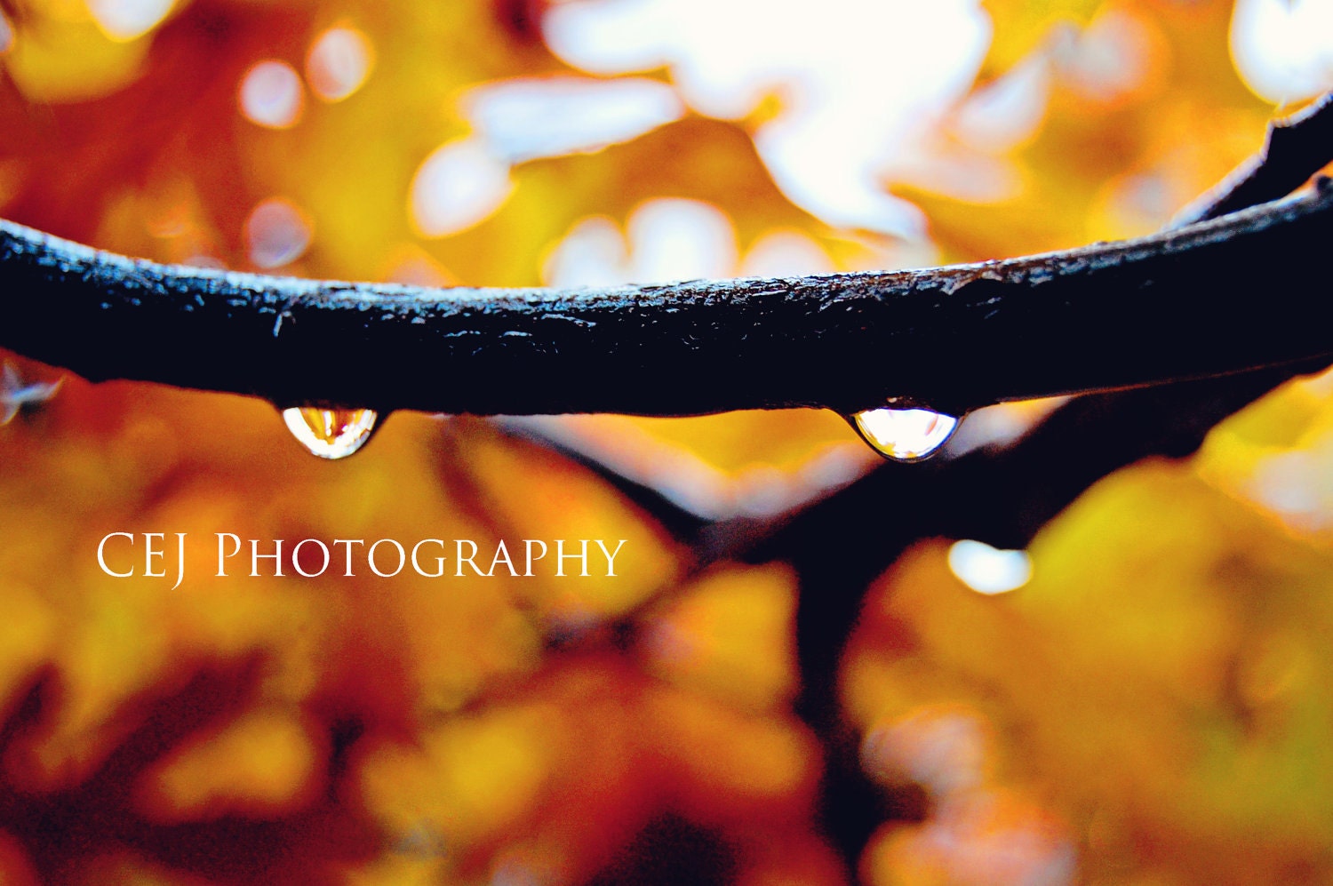 Water Droplets - CEJPhotography