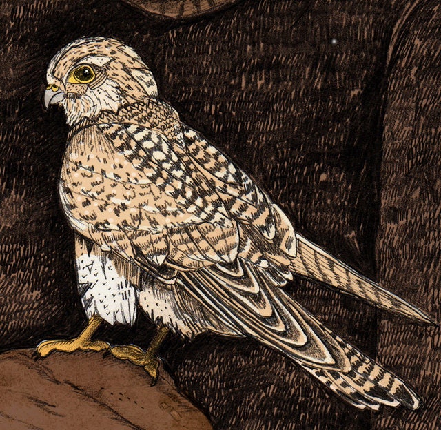 Kes // A5 print 5x8