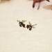 MOOSE Stud Earrings Sterling Silver Mini Zoo series