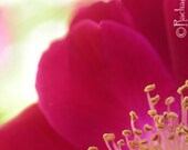 photograph - 8x10, macro, wild rose, lustre print