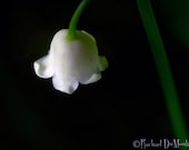 photograph - 5x7, matted, lily of the valley, macro, lustre print