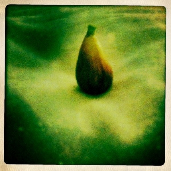 A Fig a Day..  5 Inch Print, Green photography, fruit photography. Summer fig, green and yellow, grass green - TheArtwerks