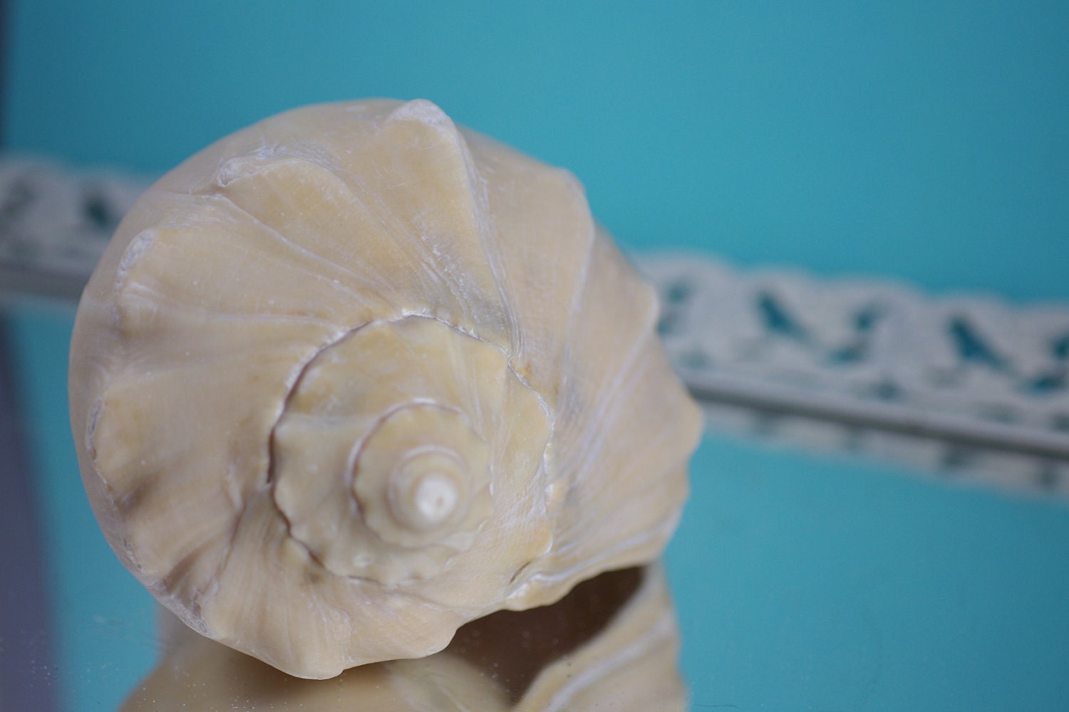 Beach Decor - Cream Whelk Seashell