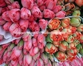 Floral Photography Tulips 5 x 7 Matted Print