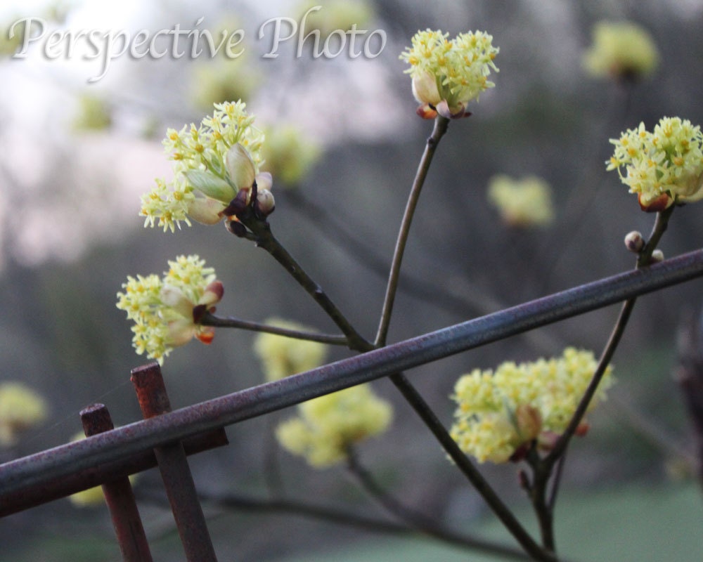 Flowers on a Fence - 8 x 10 Photograph
