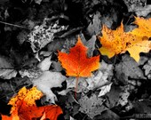 BRIGHT SPOT New England autumn fall foliage yellow gold orange black and white artist signed Fine Art Travel Photography print 8x10