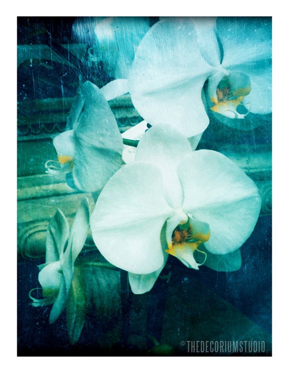 ORCHID flowers Fine Art Photography print shabby chic beach cottage decor in rich blue green and yellows 5x7