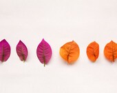 SALE - Warm - 8"x10" (20x25cm) print - (photograph, home decor, wall decor, nature, minimal, petals, nature, flowers, pink, orange) - GalaxyEyes