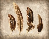 Feather Collection 1 - Original Photograph 8x10 - Nature Specimen Autumn Fall Bohemian Tribal Rustic Home Decor Wall Art
