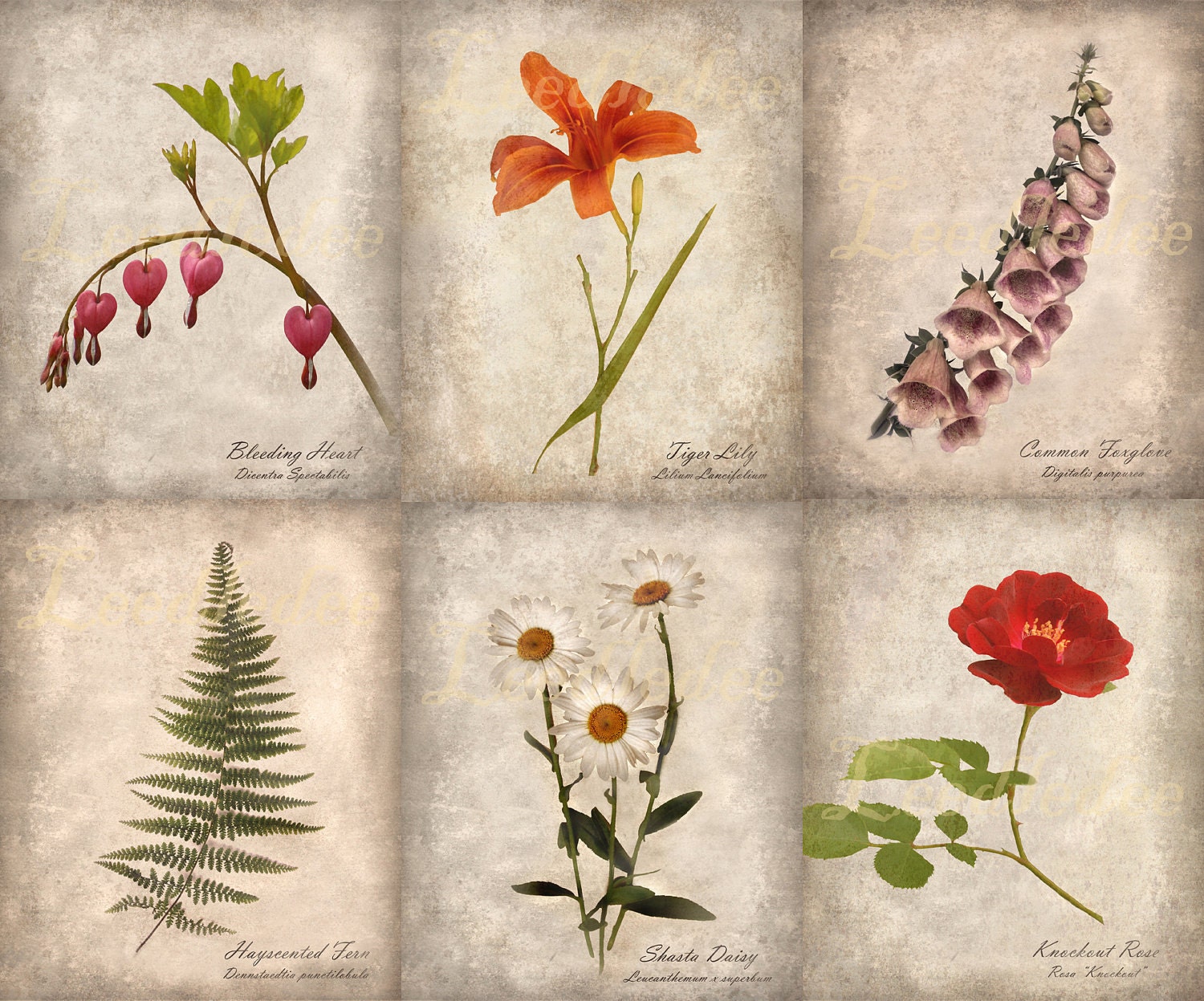 Set of 6 Botanical Prints - 5x7 Vintage Style Original Photographs - Natural History Textured Distressed Home Decor Instant Collection