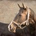 Chestnut - Textured Vintage Style Original Photograph 8x10 - Brown Horse Farm Barn Rustic Distressed Home Decor Wall Art