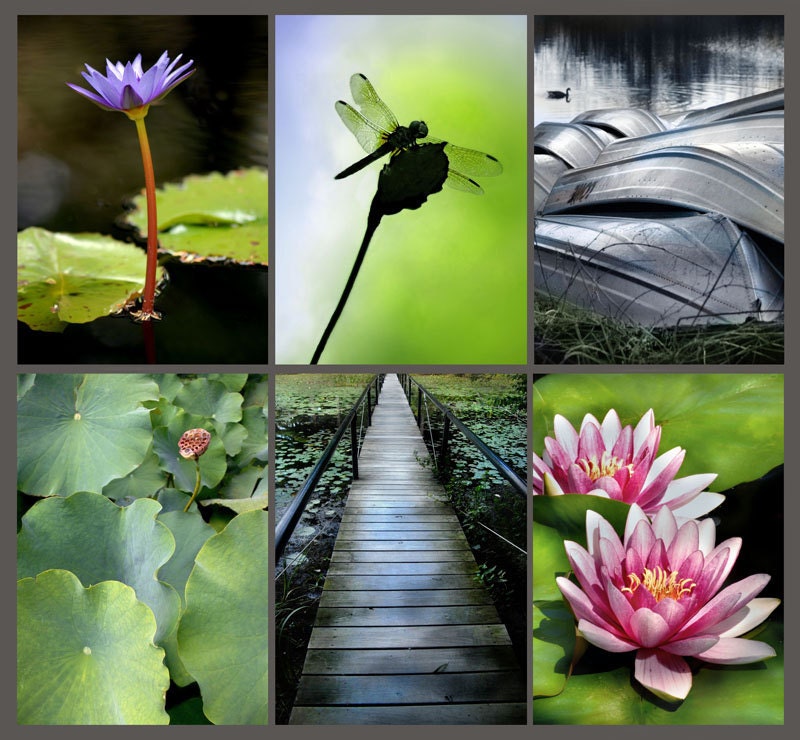 Pond Collection - Six 4x6 Prints - Fine Art Photography - Purple Lotus Lily Dragonfly Boardwalk Water Lilies Rowboats Instant Decor Wall Art