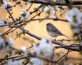 Spring Sparrow - Original Photograph 8x10 - Ivory Cream Beige Peach Flower Tree Bird Feminine Home Decor Wall Art