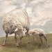 Mama Sheep and Baby Lamb - Original Photograph 8x10 - Soft Sweet Nursery Decor Pastel Kids Wall Art Farm Animals