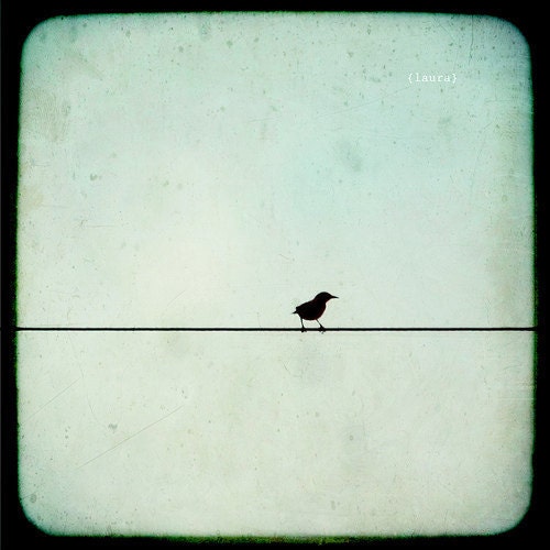Bird Photography - Bird on A Wire TTV (light blue and black)  Fine Art Photograph Matte Finish 5x5