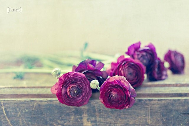 Ranunculus Flower Photo - Purple, Plum, Violet, Aubergine - Home Decor  - Shabby Cottage Decor - Fine Art Photograph - "Like Royalty" - DreamyPhoto