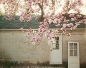 Magnolia Tree Photo - Tree Nature Door  - Vintage Inspired - Home Decor - Fine Art 8x8 - "Magnolia Tree"