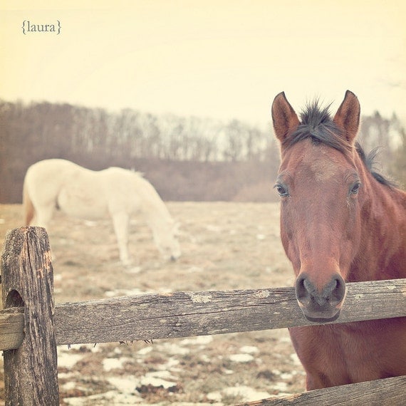 SALE 50% OFF - Horse Photography, Equine, Dreamy Vintage Inspired, Shabby Chic Wall Art , Baby Nursery, Fine Art Photograph