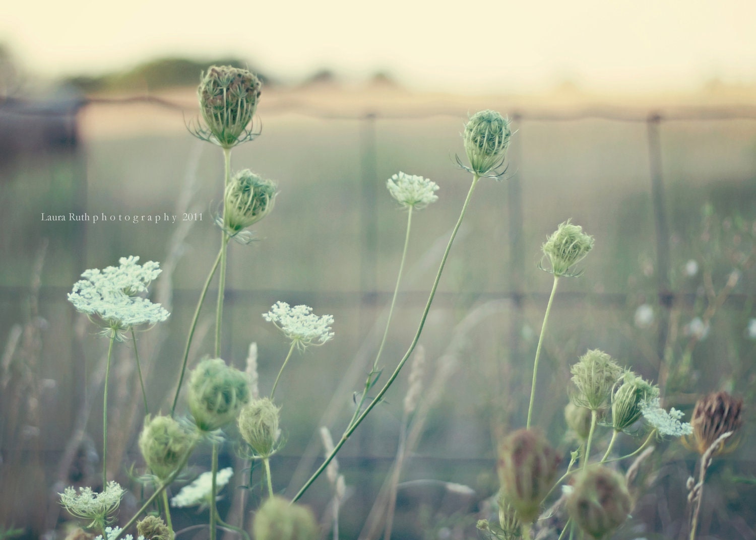 Dreamy Fields - Landscape Photo - (Sage green, Amber, and Ivory) -Baby Nursery - Home Decor - Fine Art Photograph Print