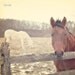 SALE 50% OFF - Horse Photography, Equine, Dreamy Vintage Inspired, Shabby Chic Wall Art , Baby Nursery, Fine Art Photograph