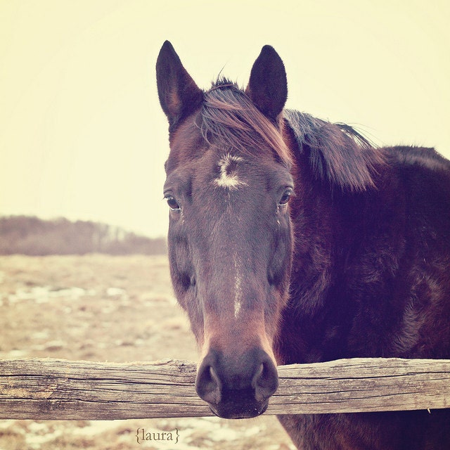 SALE 50% OFF - Horse Photography, Equine, Dreamy Vintage Inspired, Shabby Chic Wall Art , Baby Nursery, Fine Art Photograph