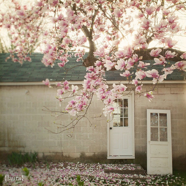 Magnolia Tree Photo - Tree Nature Door  - Vintage Inspired - Home Decor - Fine Art 8x8 - "Magnolia Tree"