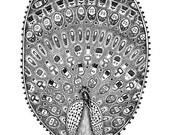 Product Peacock - Pen & Ink Illustration