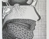 No Nose for Trouble - Lithograph