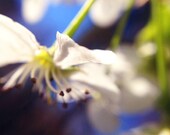 BRADFORD PEAR TREE Fine Art Photograph Pear Tree Photo Spring Bright Blue White Green Colors Nature Art Flower Gardeners Bradford Pear