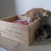 SALE Small Authentic French Wine Crate Cat Bed