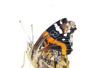Butterfly 5 x 7 Print- Teetoo