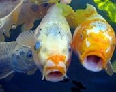 Sinskey Koi -- 8x12 Fine Art Print